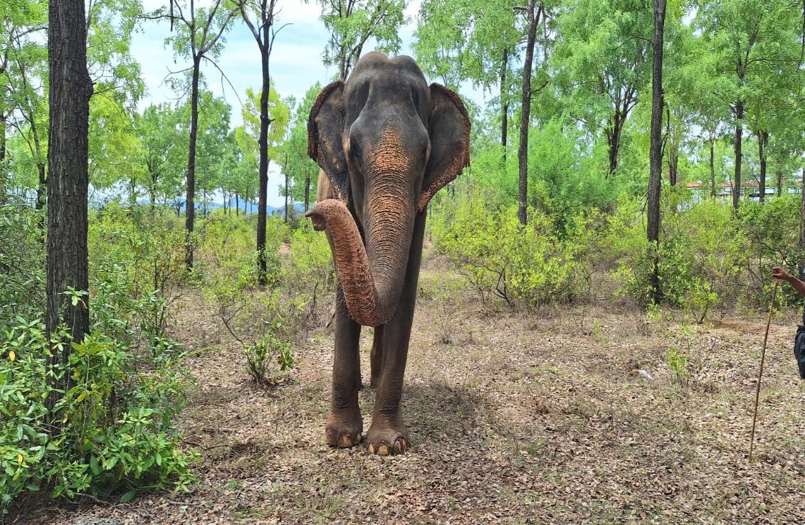 Gomathi the elephant