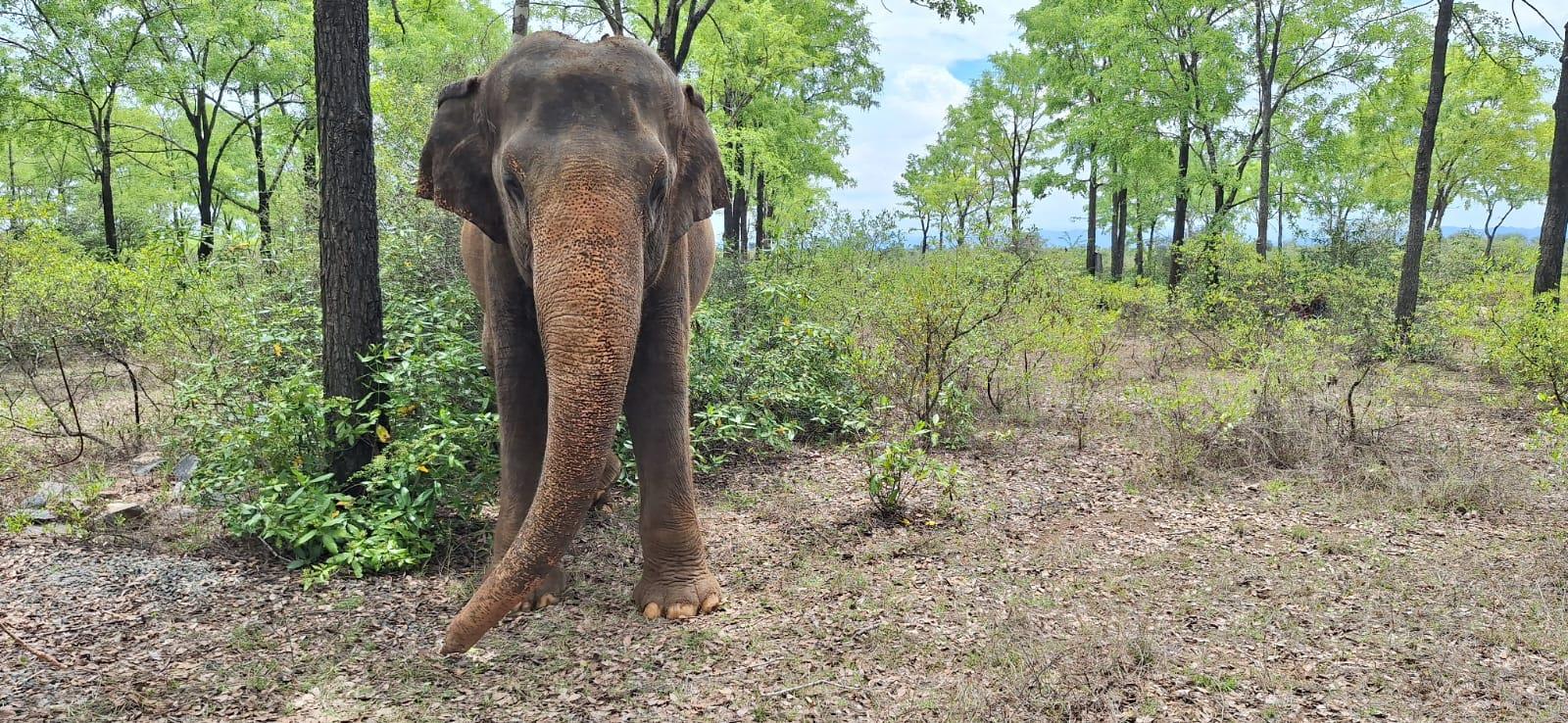Indu the elephant