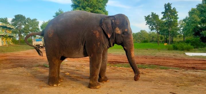Rupali the elephant