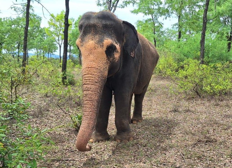 Santhiya the elephant