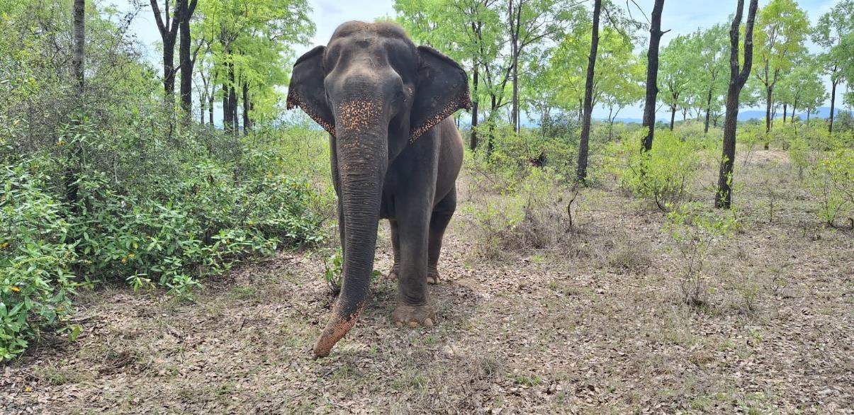 Sundari the elephant